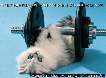 Ну вот ещё пару подъемов,и Мурка из 2-го подъезда-моя!... Котоматрица: Ну вот ещё пару подъемов,и Мурка из 2-го подъезда-моя!