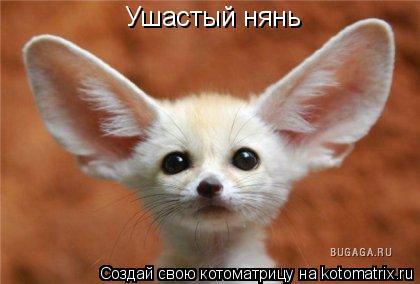 Ушастый нянь... Котоматрица: Ушастый нянь