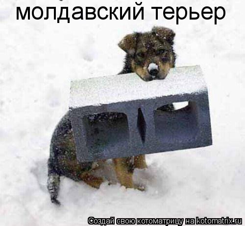 молдавский терьер... Котоматрица: молдавский терьер