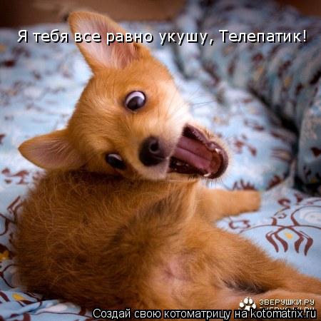 Я тебя все равно укушу, Телепатик!... Котоматрица: Я тебя все равно укушу, Телепатик!