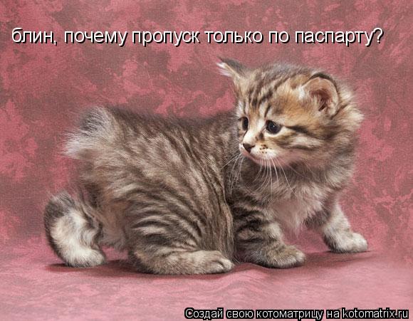 блин, почему пропуск только по паспарту?... Котоматрица: блин, почему пропуск только по паспарту?