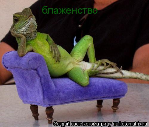 блаженство... Котоматрица: блаженство