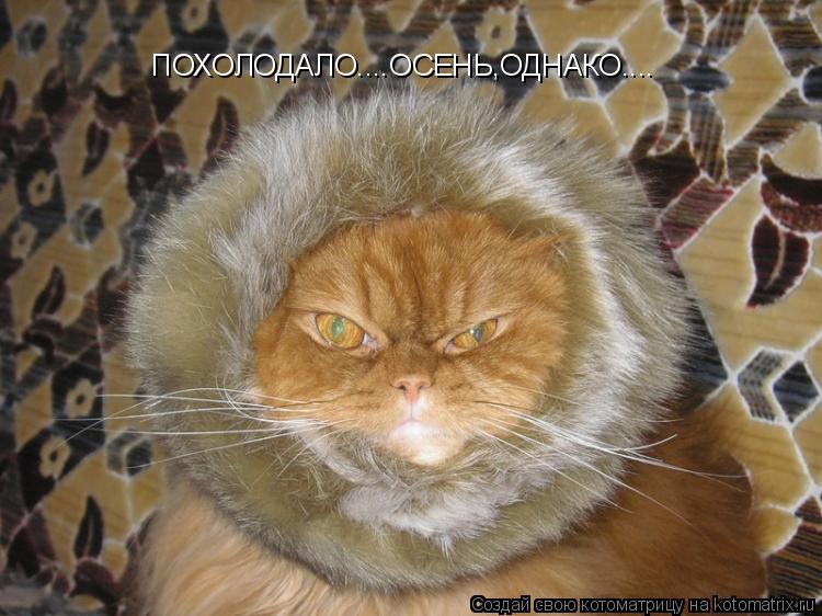 ПОХОЛОДАЛО....ОСЕНЬ,ОДНАКО....... Котоматрица: ПОХОЛОДАЛО....ОСЕНЬ,ОДНАКО....