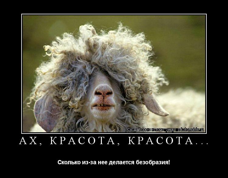 Ах, красота, красота... Сколько из-за нее делается безобразия!... Котоматрица: Ах, красота, красота... Сколько из-за нее делается безобразия!