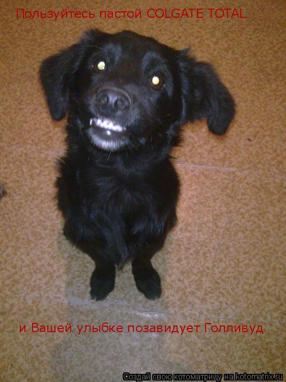 Пользуйтесь пастой COLGATE TOTAL и Вашей улыбке позавидует Голливуд... Котоматрица: Пользуйтесь пастой COLGATE TOTAL и Вашей улыбке позавидует Голливуд