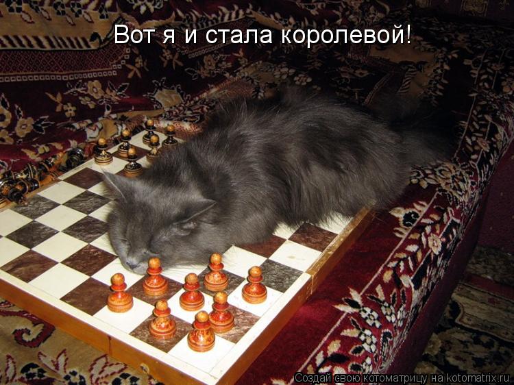 Вот я и стала королевой!... Котоматрица: Вот я и стала королевой!