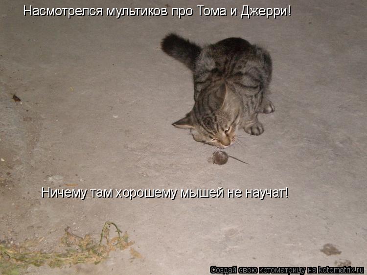 Насмотрелся мультиков про Тома и Джерри! Ничему там хорошему мышей не научат!... Котоматрица: Насмотрелся мультиков про Тома и Джерри! Ничему там хорошему мышей не научат!