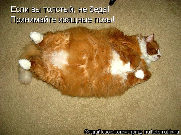 Если вы толстый, не беда! Принимайте изящные позы!... Котоматрица: Если вы толстый, не беда! Принимайте изящные позы!