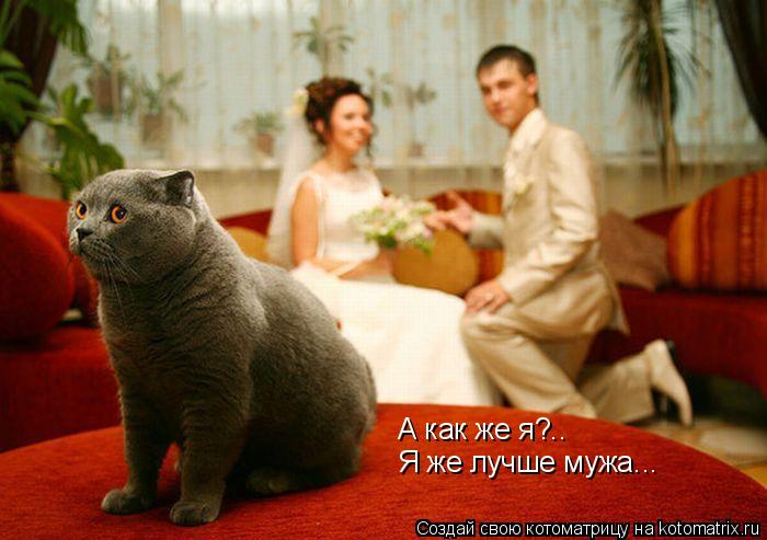 А как же я?.. Я же лучше мужа...... Котоматрица: А как же я?.. Я же лучше мужа...