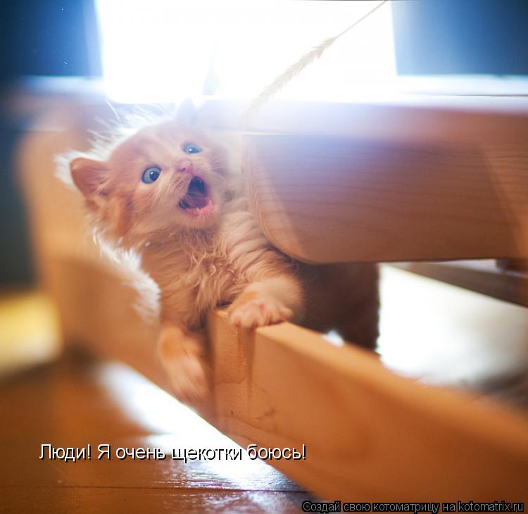Люди! Я очень щекотки боюсь!... Котоматрица: Люди! Я очень щекотки боюсь!