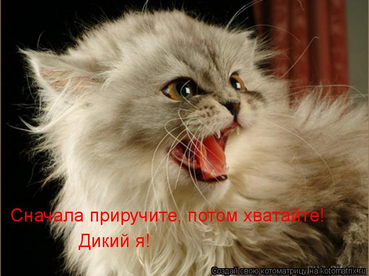 Сначала приручите, потом хватайте! Дикий я!... Котоматрица: Сначала приручите, потом хватайте! Дикий я!