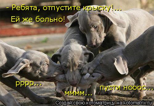 Котоматрица: - Ребята, отпустите крыску!... Ей же больно! рррр... мммм... пусти нооос...