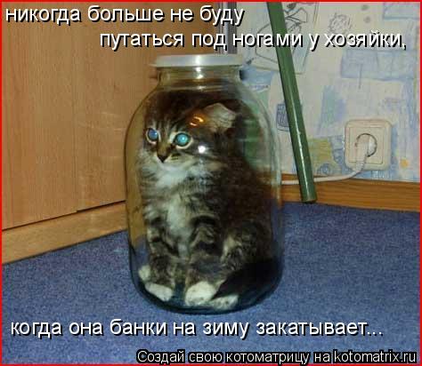 Котоматрица: никогда больше не буду  путаться под ногами у хозяйки, когда она банки на зиму закатывает...