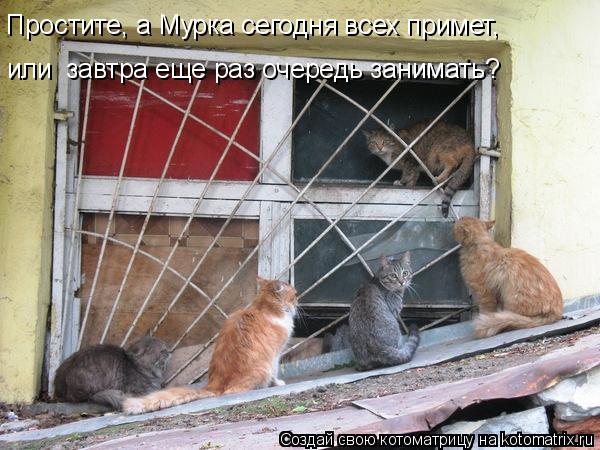 Котоматрица: Простите, а Мурка сегодня всех примет, или  завтра еще раз очередь занимать?