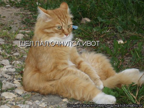 Котоматрица: ШЕЛ,ПАЛ,ОЧНУЛСА,ИВОТ