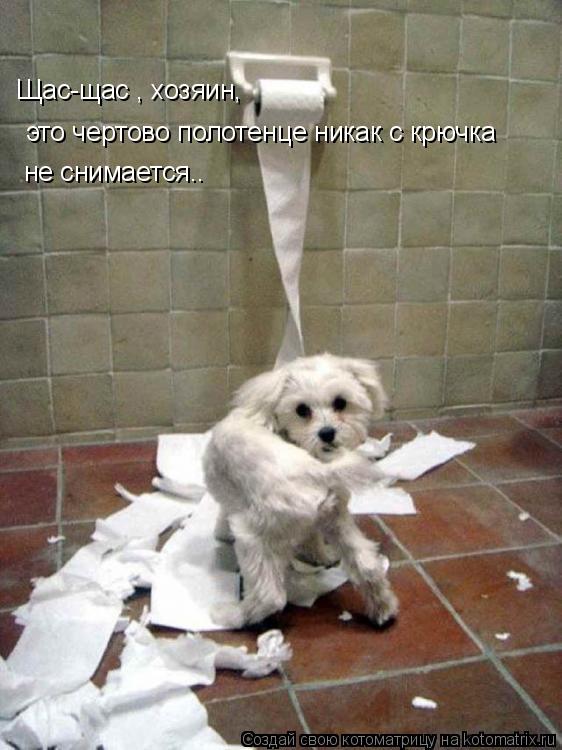 Котоматрица: это чертово полотенце никак с крючка  Щас-щас , хозяин, не снимается..