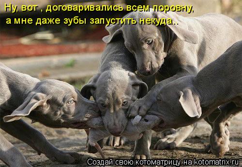 Котоматрица: Ну, вот , договаривались всем поровну, а мне даже зубы запустить некуда..