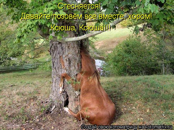 Стесняется! Давайте позовём все вместе, хором! Ксюша, Ксюша!!!... Котоматрица: Стесняется! Давайте позовём все вместе, хором! Ксюша, Ксюша!!!