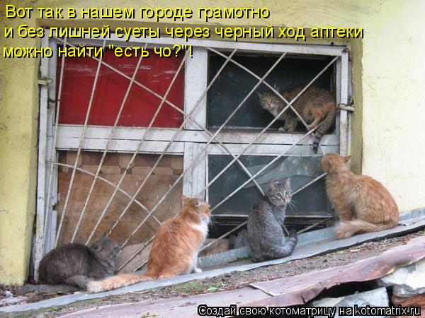 Вот так в нашем городе грамотно и без лишней суеты через черный ход аптеки можно найти "есть чо?"!... Котоматрица: Вот так в нашем городе грамотно и без лишней суеты через черный ход аптеки можно найти "есть чо?"!