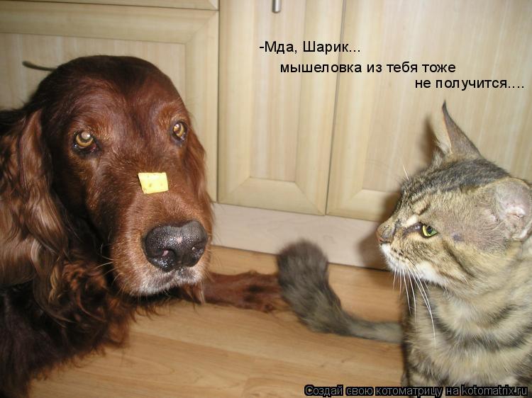 Котоматрица: мышеловка из тебя тоже  не получится.... -Мда, Шарик...