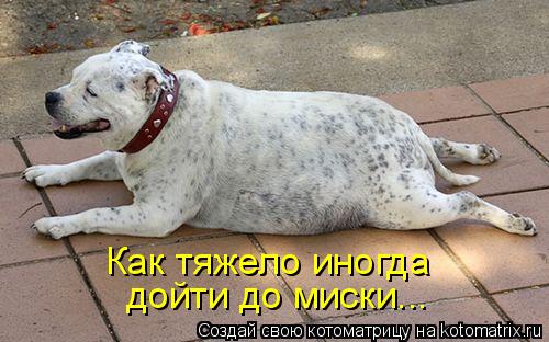 Как тяжело иногда дойти до миски...... Котоматрица: Как тяжело иногда дойти до миски...