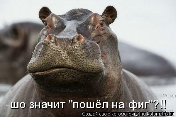 -шо значит "пошёл на фиг"?!!... Котоматрица: -шо значит "пошёл на фиг"?!!