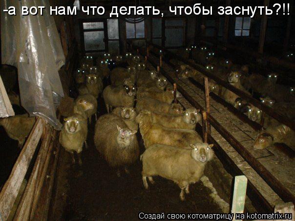 Котоматрица: -а вот нам что делать, чтобы заснуть?!!