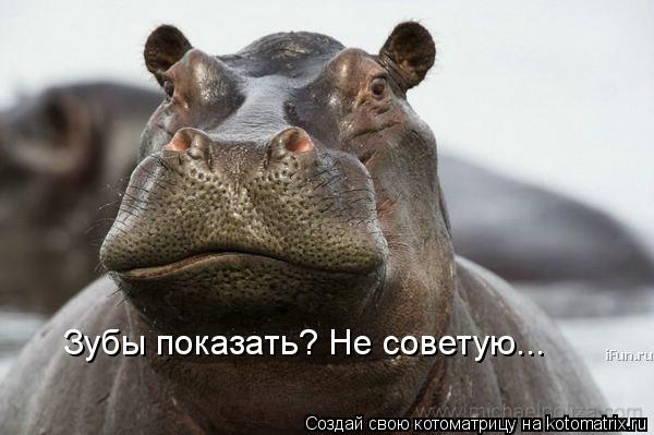 Зубы показать? Не советую...... Котоматрица: Зубы показать? Не советую...
