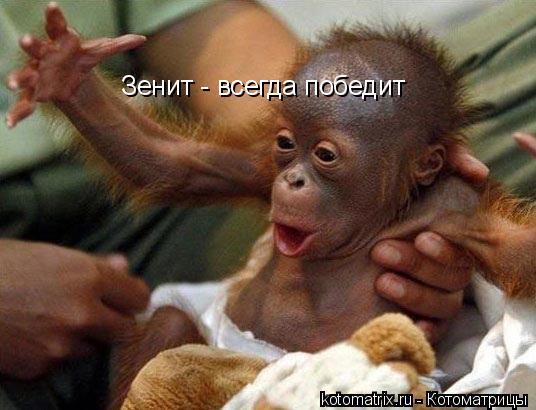 Зенит - всегда победит... Котоматрица: Зенит - всегда победит