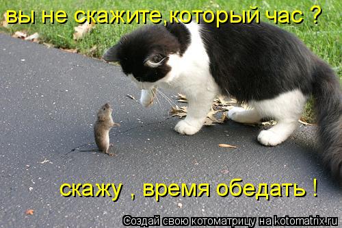 Котоматрица: вы не скажите,который час ? скажу , время обедать !