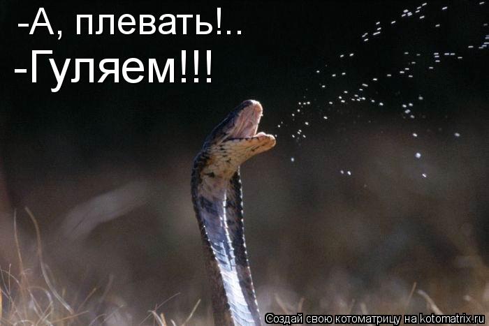 Котоматрица: -А, плевать!.. -Гуляем!!!