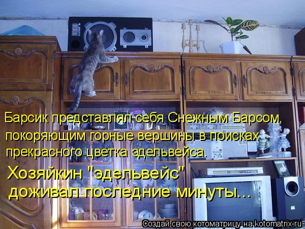 Котоматрица: Барсик представлял себя Снежным Барсом, покоряющим горные вершины в поисках прекрасного цветка эдельвейса. Хозяйкин "эдельвейс"  доживал п