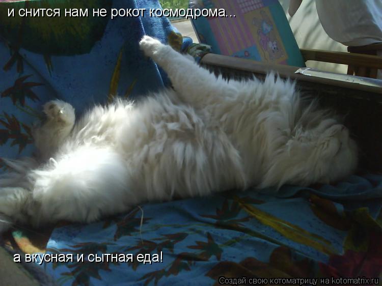 и снится нам не рокот космодрома... а а вкусная и сытная еда!... Котоматрица: и снится нам не рокот космодрома... а а вкусная и сытная еда!