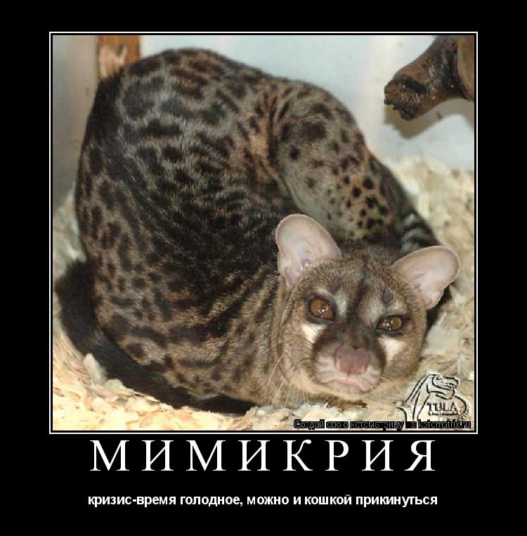 Мимикрия кризис-время голодное, можно и кошкой прикинуться... Котоматрица: Мимикрия кризис-время голодное, можно и кошкой прикинуться