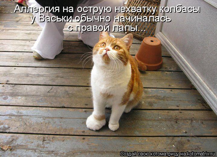 Котоматрица: Аллергия на острую нехватку колбасы у Васьки обычно начиналась  с правой лапы...