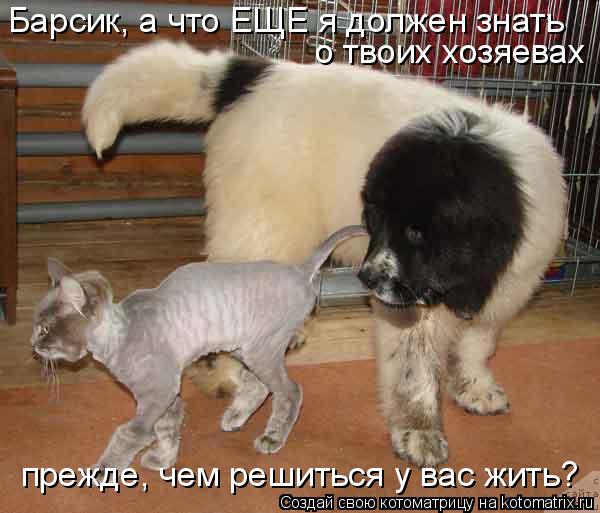 Барсик, а что ЕЩЕ я должен знать о твоих хозяевах прежде, чем решиться у вас жить?... Котоматрица: Барсик, а что ЕЩЕ я должен знать о твоих хозяевах прежде, чем решиться у вас жить?