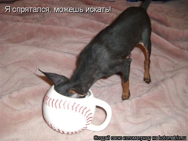 Я спрятался, можешь искать!... Котоматрица: Я спрятался, можешь искать!