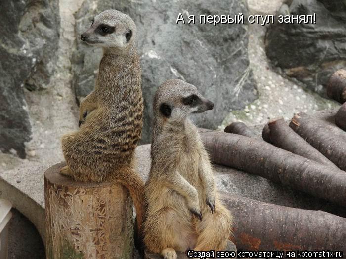 А я первый стул занял!... Котоматрица: А я первый стул занял!
