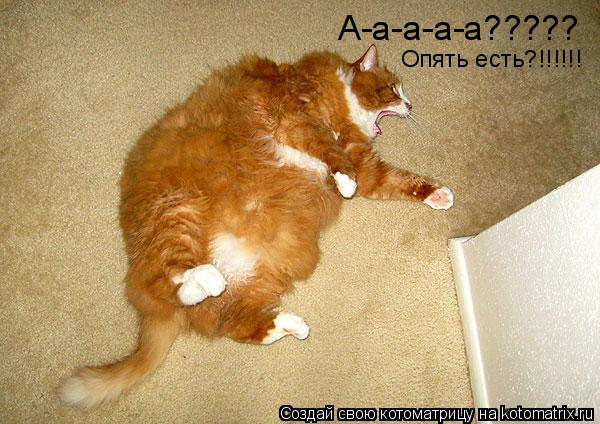 А-а-а-а-а????? Опять есть?!!!!!!... Котоматрица: А-а-а-а-а????? Опять есть?!!!!!!