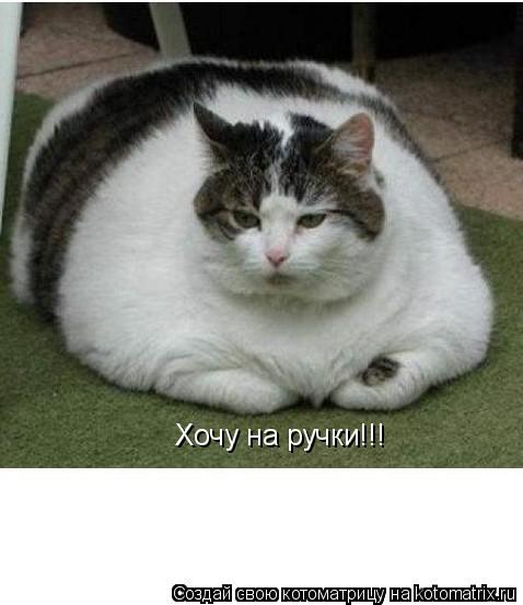 Хочу на ручки!!!... Котоматрица: Хочу на ручки!!!