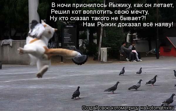 В ночи приснилось Рыжику, как он летает, Решил кот воплотить свою мечту, Ну кто сказал такого не быва... Котоматрица: В ночи приснилось Рыжику, как он летает, Решил кот воплотить свою мечту, Ну кто сказал такого не бывает?! Нам Рыжик доказал всё наяву!