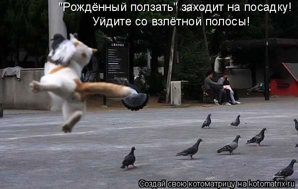 'Рождённый ползать' заходит на посадку! Уйдите со взлётной полосы!... Котоматрица: 'Рождённый ползать' заходит на посадку! Уйдите со взлётной полосы!