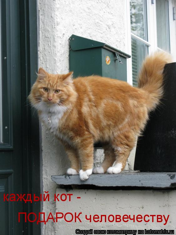 каждый кот - ПОДАРОК человечеству... Котоматрица: каждый кот - ПОДАРОК человечеству