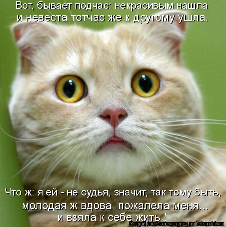 Котоматрица: Вот, бывает подчас: некрасивым нашла и невеста тотчас же к другому ушла. Что ж: я ей - не судья, значит, так тому быть, и взяла к себе жить ! моло
