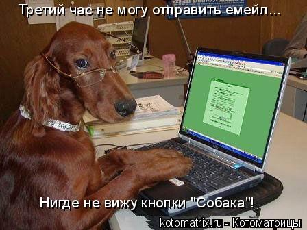 Котоматрица: Третий час не могу отправить емейл... Нигде не вижу кнопки "Собака"!