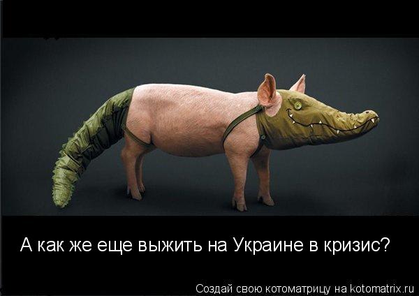 А как же еще выжить на Украине в кризис?... Котоматрица: А как же еще выжить на Украине в кризис?
