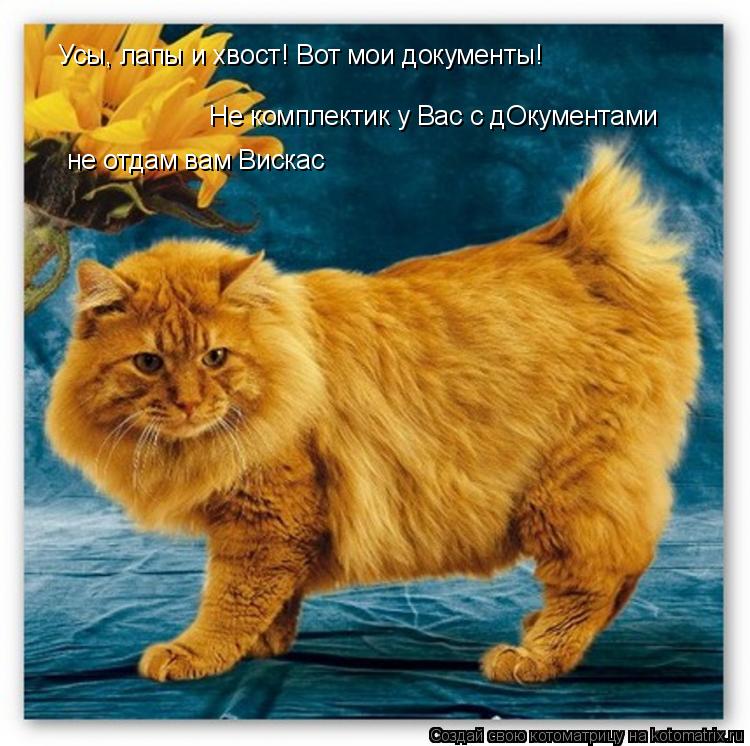 Усы, лапы и хвост! Вот мои документы! Не комплектик у Вас с дОкументами не отдам вам Вискас... Котоматрица: Усы, лапы и хвост! Вот мои документы! Не комплектик у Вас с дОкументами не отдам вам Вискас