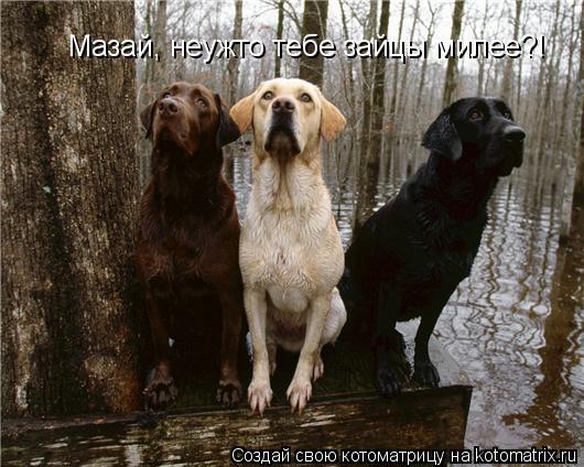Мазай, неужто тебе зайцы милее?!... Котоматрица: Мазай, неужто тебе зайцы милее?!