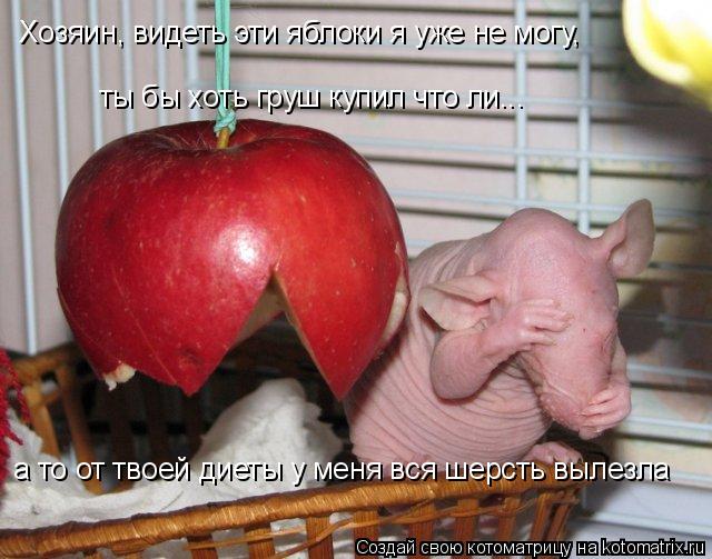 Котоматрица: Хозяин, видеть эти яблоки я уже не могу, ты бы хоть груш купил что ли... а то от твоей диеты у меня вся шерсть вылезла