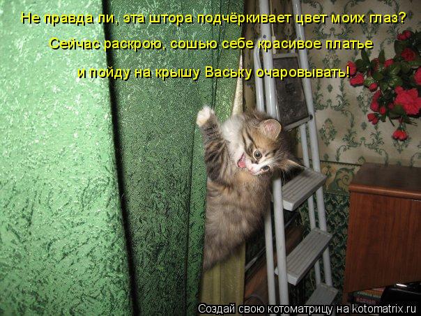 Котоматрица: Не правда ли, эта штора подчёркивает цвет моих глаз? Сейчас раскрою, сошью себе красивое платье и пойду на крышу Ваську очаровывать!